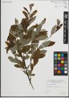Foto von Salix pedicellata Desf.